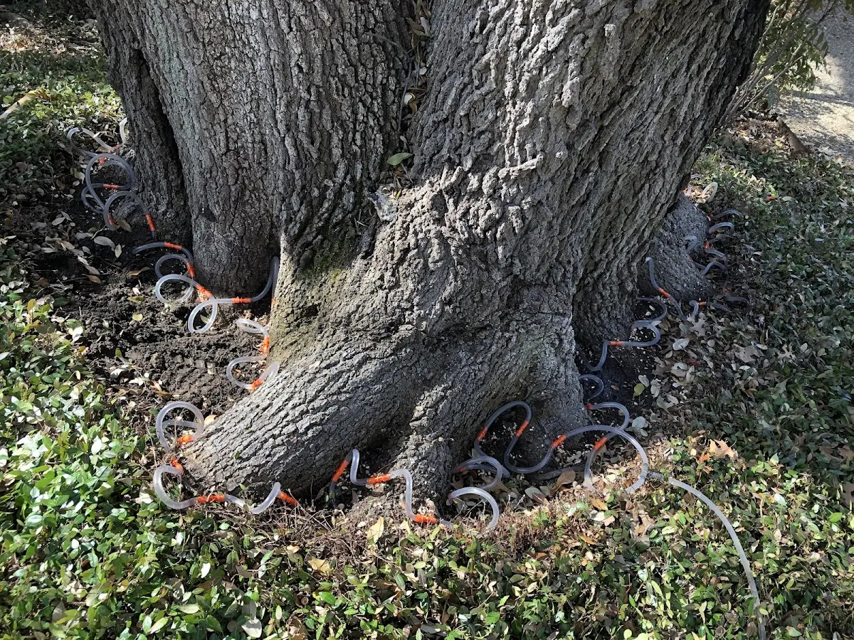 Detailed Tree Cabling and Bracing job site in Atka