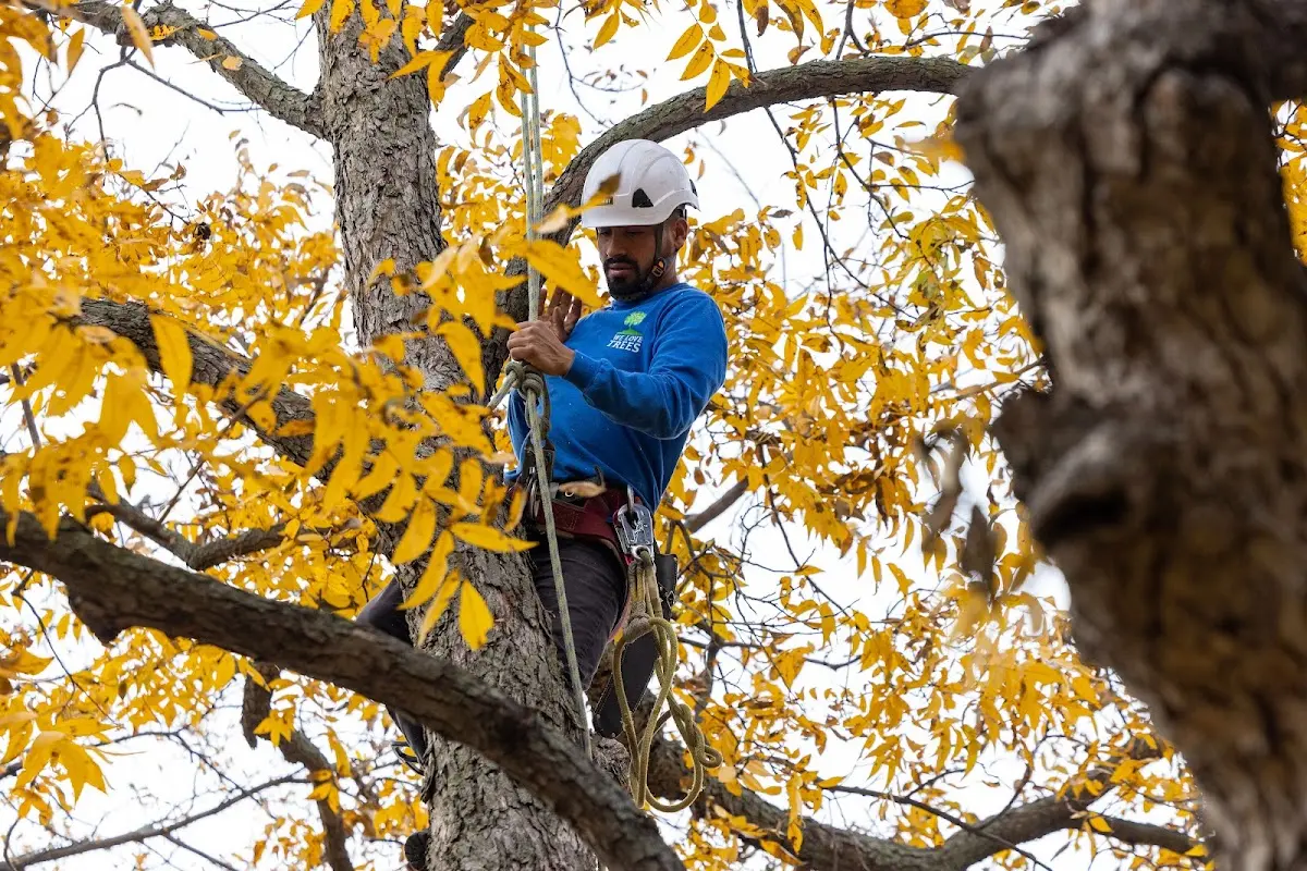 Skilled Tree Pruning crew working in Atka