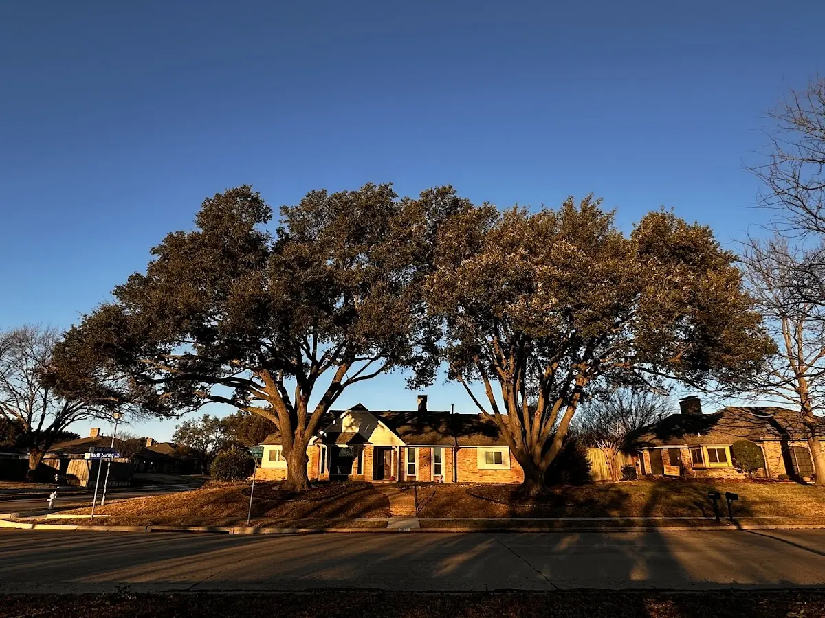 Established residential canopy tree shading a home in Atka